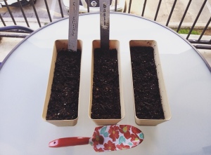 Organic Cilantro, Sweet Basil and Zinnia planted seedlings. 