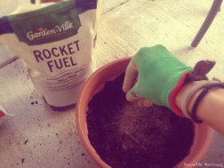 Rocket Fuel, gardening, container gardening, student, spinach