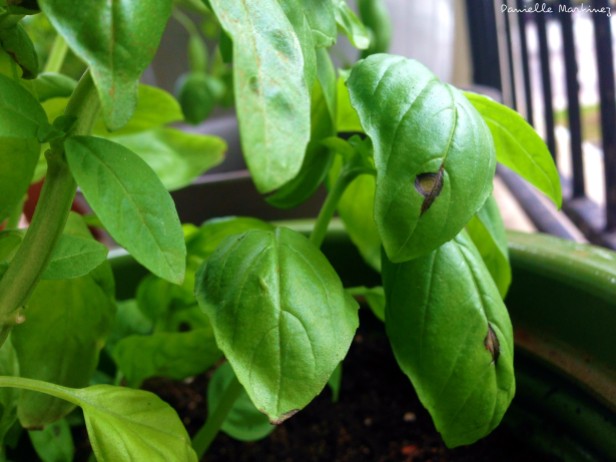 The black spot on basil is identified as a water fungus.